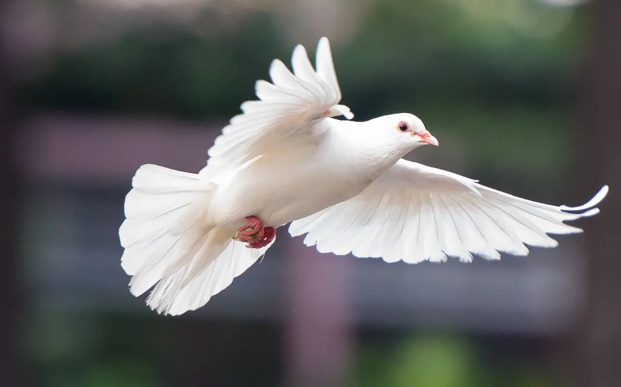 colombe